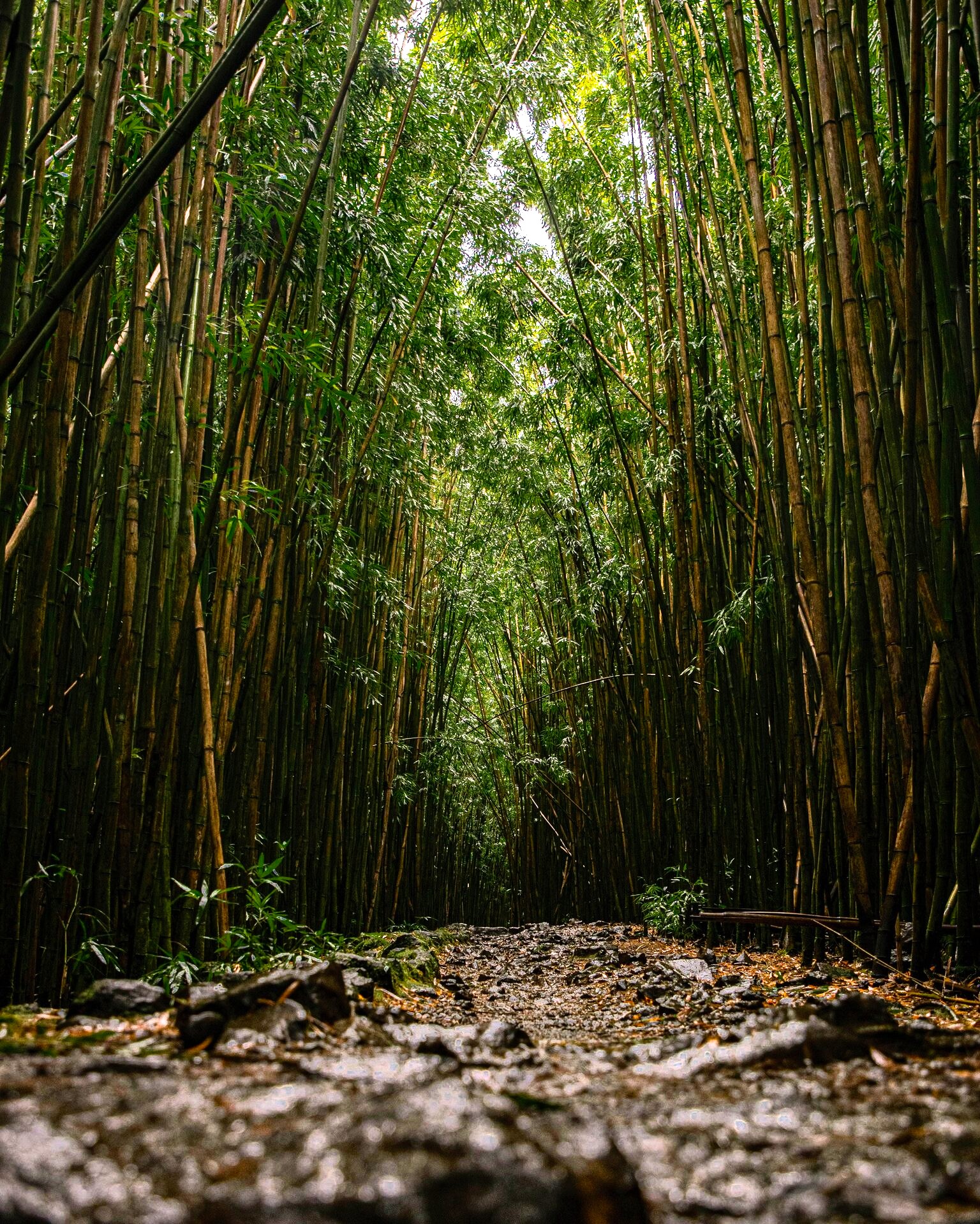 Bamboo Forest Trail